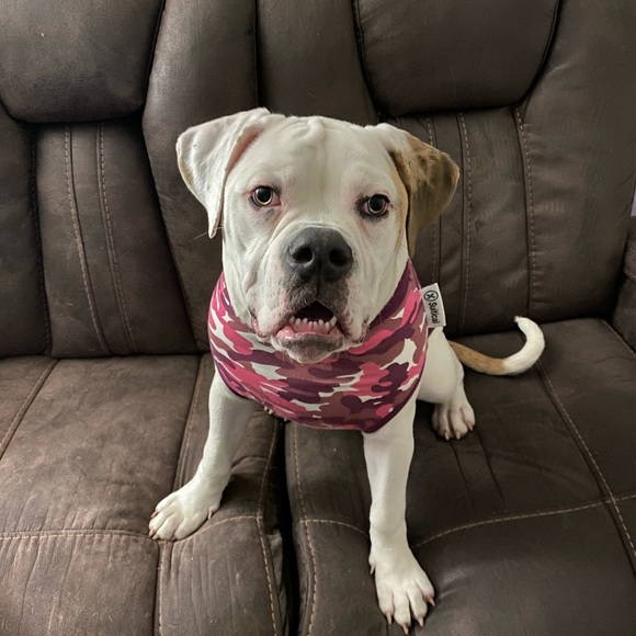 Meet your Posher, Stacey - Picture 3 of 3